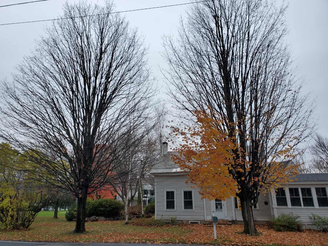 Foliage in Manchester on 2020-10-26 by Renee