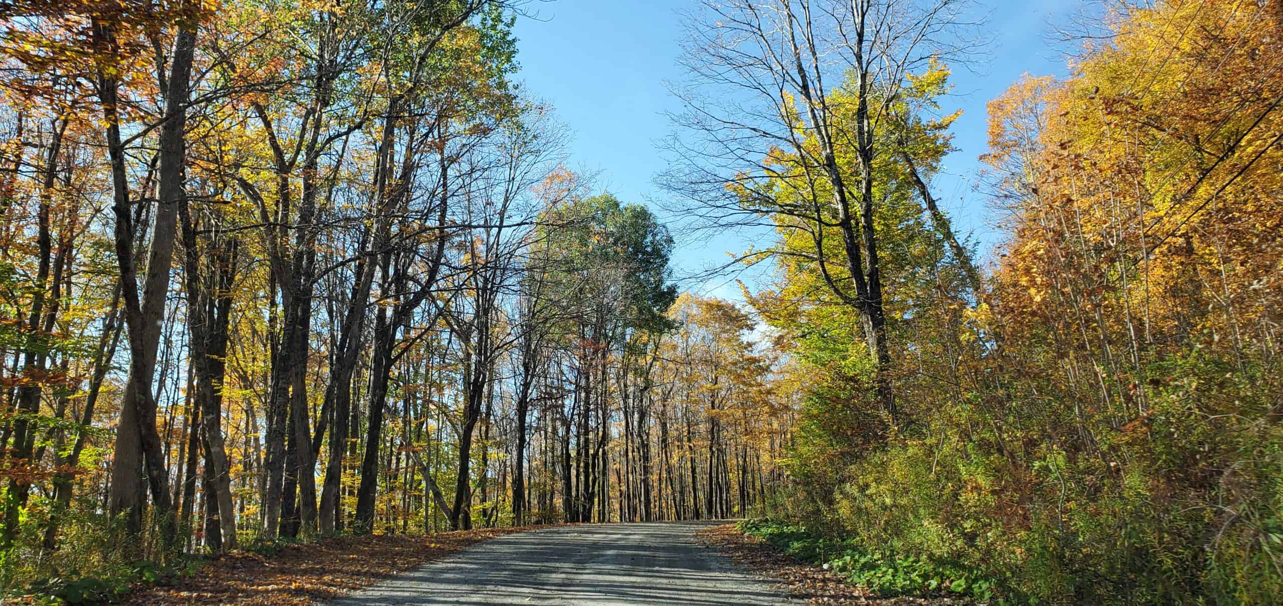 Renee-Marie Smith - Foliage at Bromley Parking - 101321