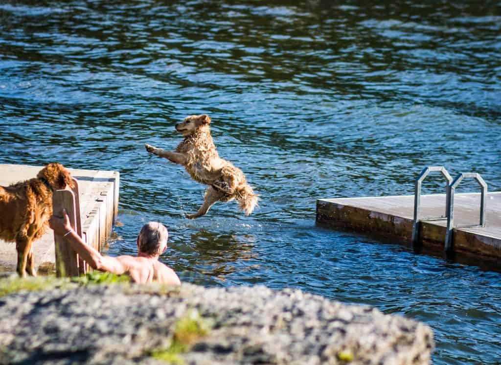 Basin Harbor Club Pet Friendly