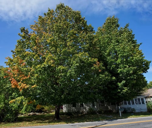Manchester Maples in Manchester, VT